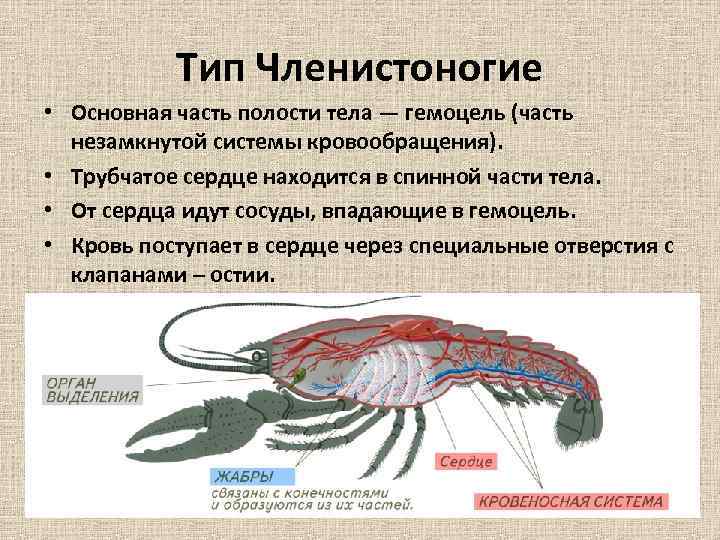 Тип Членистоногие • Основная часть полости тела — гемоцель (часть незамкнутой системы кровообращения). •