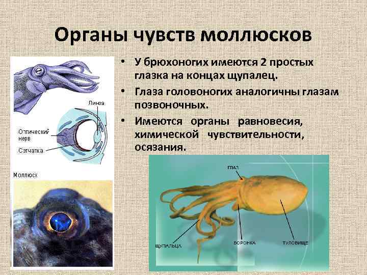 Как называется щупальца у слендермена