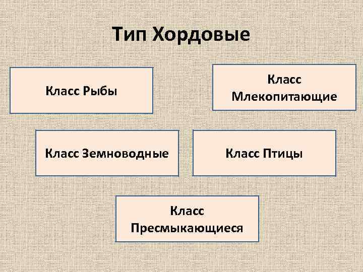 Тип Хордовые Класс Млекопитающие Класс Рыбы Класс Земноводные Класс Птицы Класс Пресмыкающиеся 