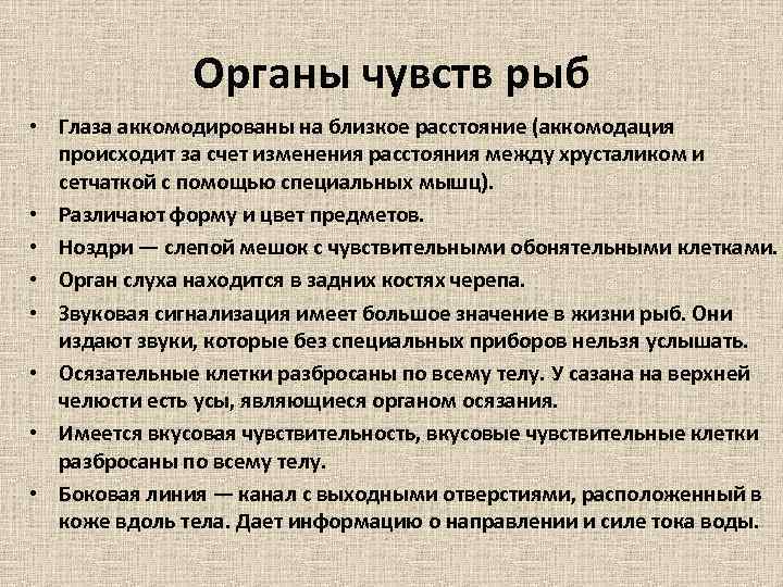 Органы чувств рыб • Глаза аккомодированы на близкое расстояние (аккомодация происходит за счет изменения