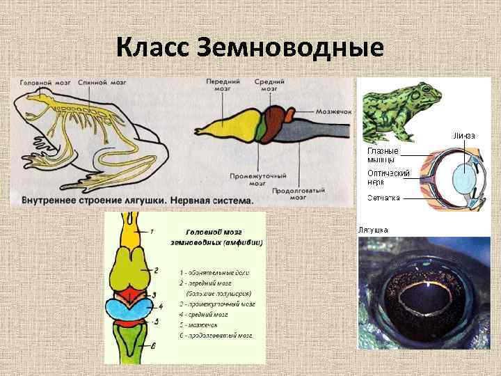 Класс Земноводные 