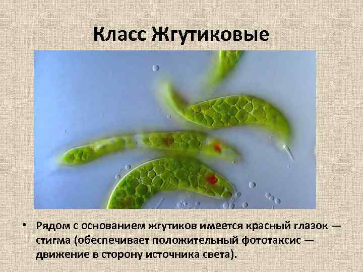 Класс Жгутиковые • Рядом с основанием жгутиков имеется красный глазок — стигма (обеспечивает положительный