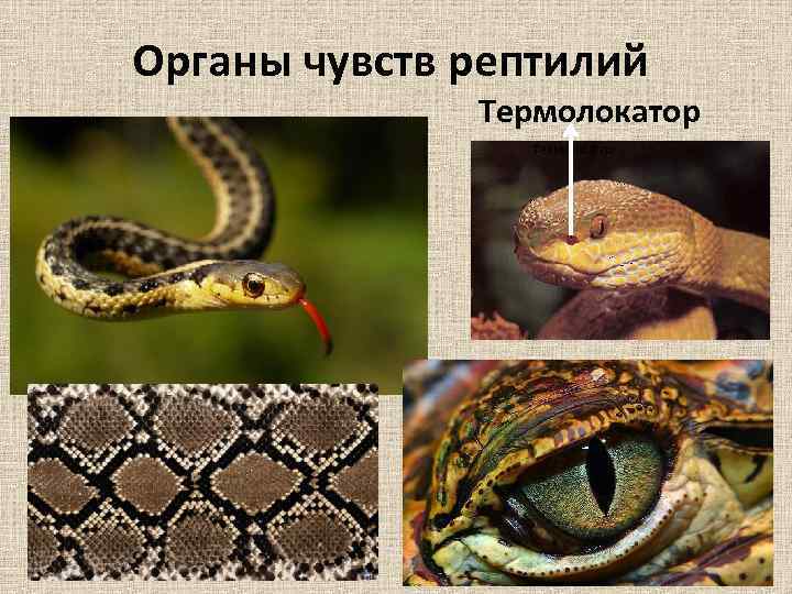 Органы чувств рептилий Термолокатор 