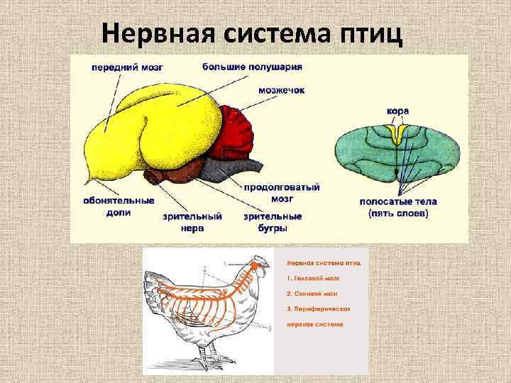 Нервная система птиц 