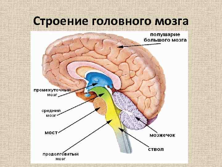 Мозг с глазами и нервной системой фото