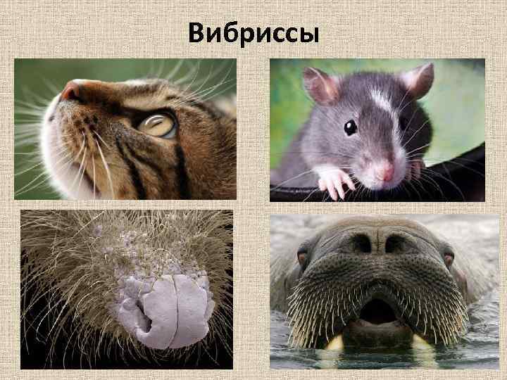 Вибриссы 