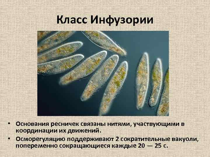 Класс Инфузории • Основания ресничек связаны нитями, участвующими в координации их движений. • Осморегуляцию