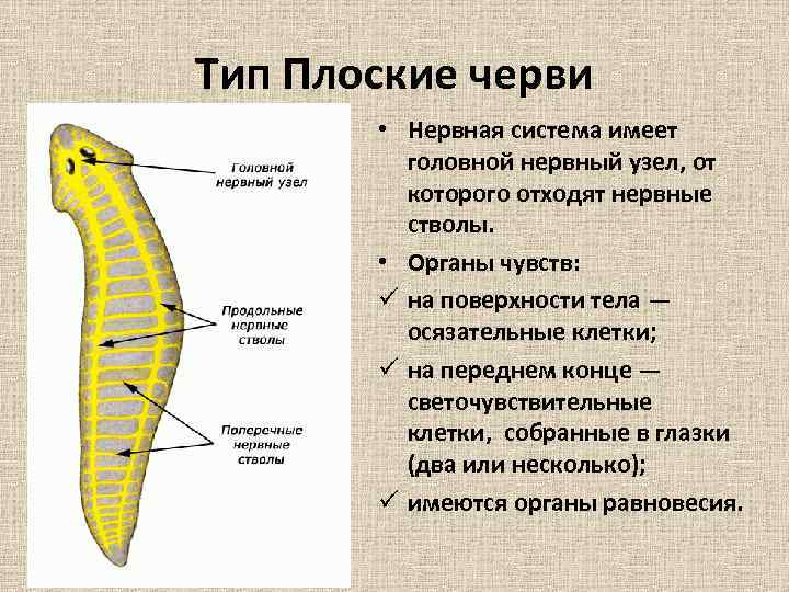 Презентация эволюция нервной системы