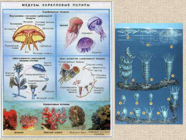 Образование медуз на полипе рисунок