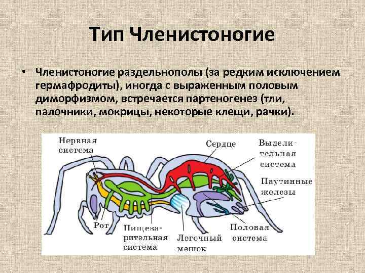 Тип Членистоногие • Членистоногие раздельнополы (за редким исключением гермафродиты), иногда с выраженным половым диморфизмом,