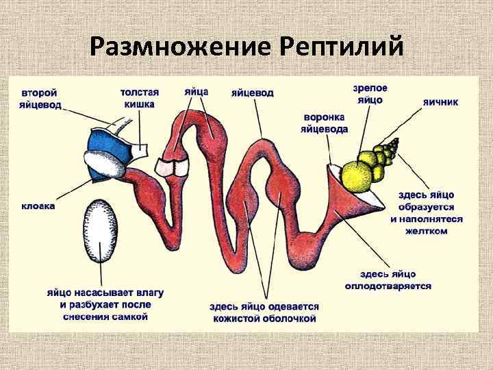 Размножение человека 8 класс