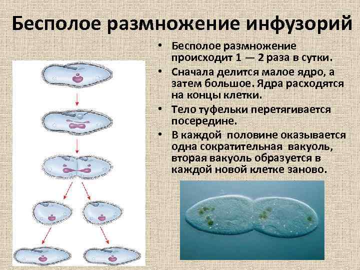 Бесполое размножение инфузорий • Бесполое размножение происходит 1 — 2 раза в сутки. •