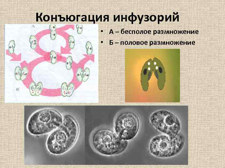 Конъюгация инфузорий • А – бесполое размножение • Б – половое размножение 