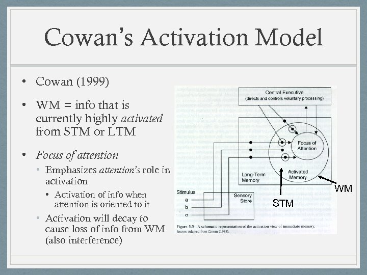Cowan’s Activation Model • Cowan (1999) • WM = info that is currently highly