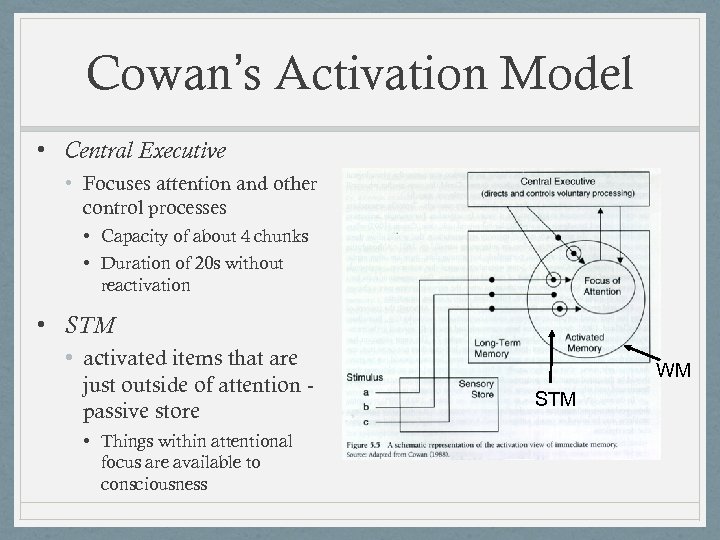 Cowan’s Activation Model • Central Executive • Focuses attention and other control processes •
