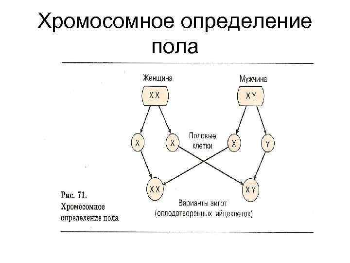 Хромосомное определение пола 