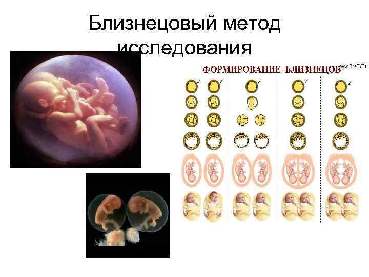 Близнецовый метод исследования 