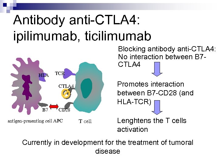 Antibody anti-CTLA 4: ipilimumab, ticilimumab Blocking antibody anti-CTLA 4: No interaction between B 7