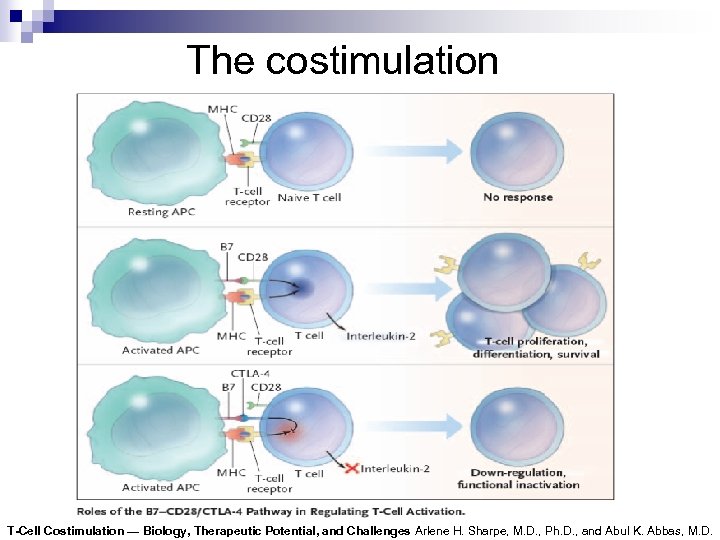 The costimulation T-Cell Costimulation — Biology, Therapeutic Potential, and Challenges Arlene H. Sharpe, M.