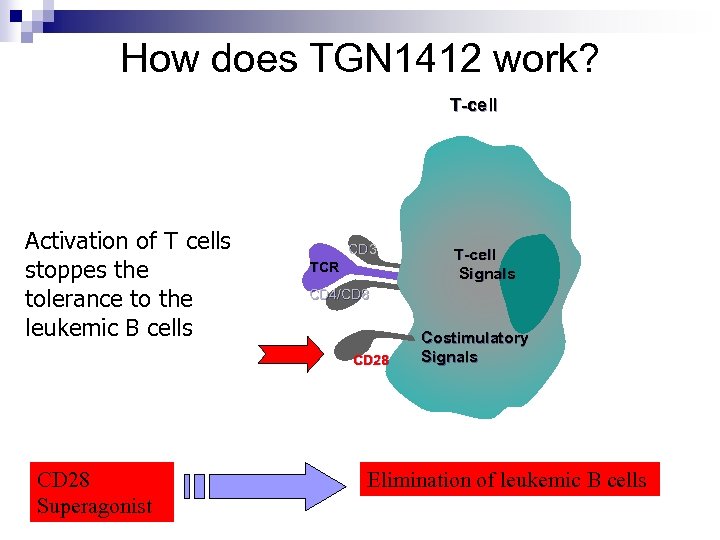 How does TGN 1412 work? T-cell Activation of T cells stoppes the tolerance to