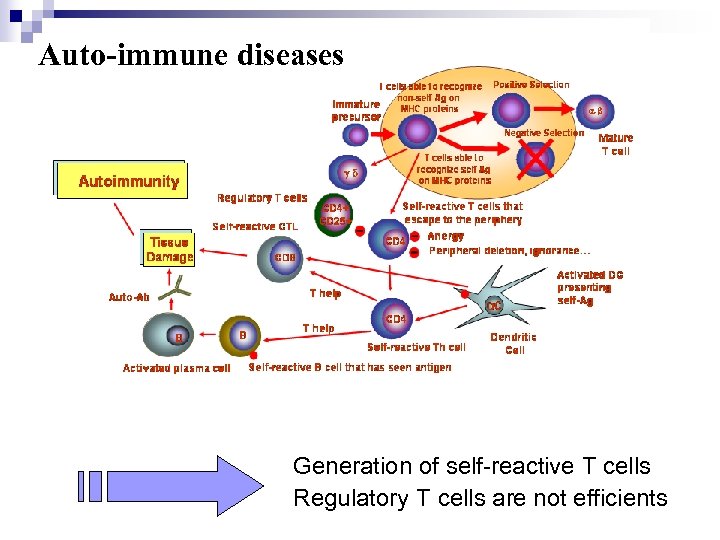 Auto-immune diseases Generation of self-reactive T cells Regulatory T cells are not efficients 
