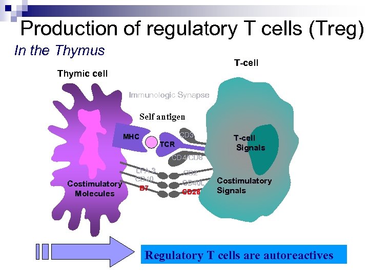 Production of regulatory T cells (Treg) In the Thymus T-cell T- Thymic cell Immunologic