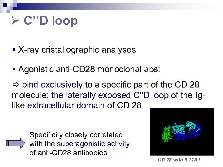  C’’D loop § X-ray cristallographic analyses § Agonistic anti-CD 28 monoclonal abs: bind