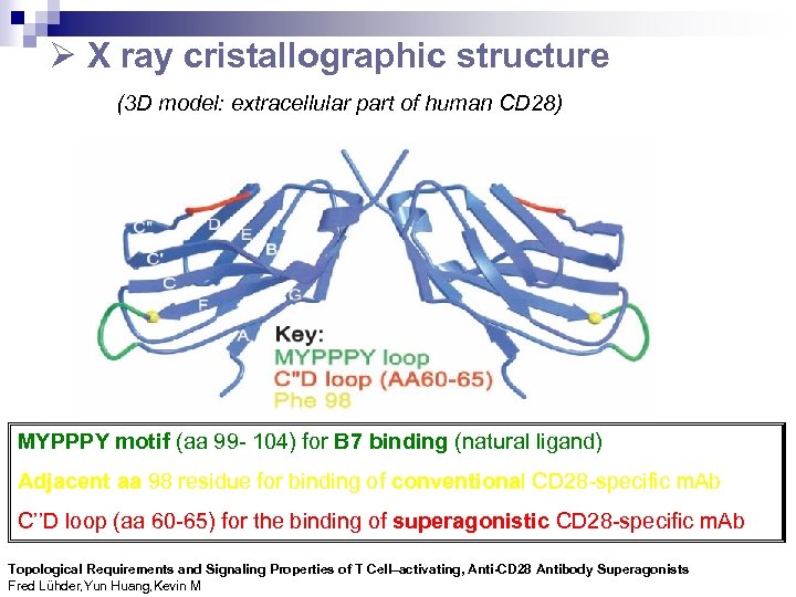  X ray cristallographic structure (3 D model: extracellular part of human CD 28)