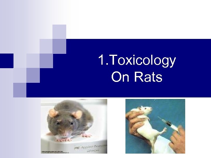 1. Toxicology On Rats 