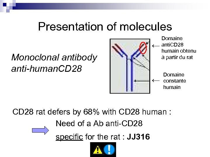 Presentation of molecules ← Monoclonal antibody anti-human. CD 28 Domaine anti. CD 28 humain