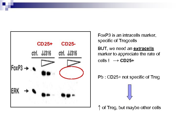  CD 25+ CD 25 - Fox. P 3 is an intracells marker, specific