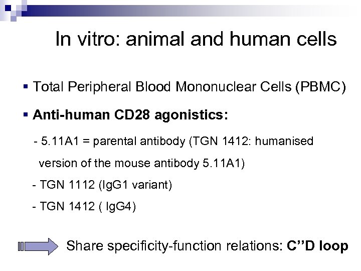  In vitro: animal and human cells § Total Peripheral Blood Mononuclear Cells (PBMC)
