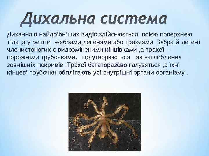 Дихання в найдрібніших видів здійснюється всією поверхнею тіла , а у решти -зябрами, легенями