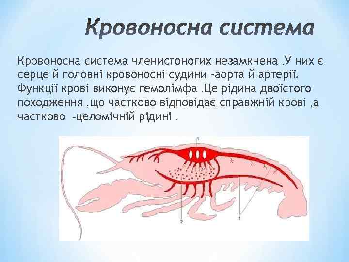 Кровоносна система членистоногих незамкнена. У них є серце й головні кровоносні судини -аорта й