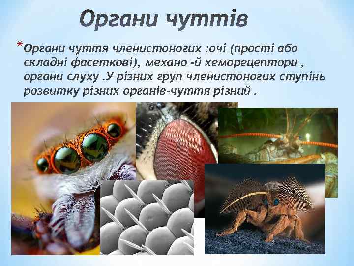 *Органи чуття членистоногих : очі (прості або складні фасеткові), механо -й хеморецептори , органи