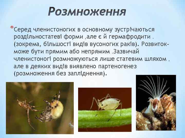 *Серед членистоногих в основному зустрічаються роздільностатеві форми , але є й гермафродити. (зокрема, більшості