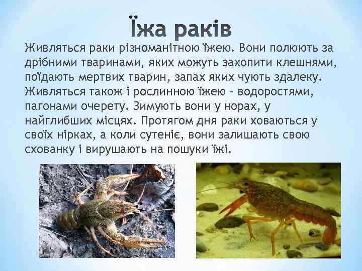 Живляться раки різноманітною їжею. Вони полюють за дрібними тваринами, яких можуть захопити клешнями, поїдають