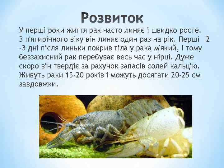 У перші роки життя рак часто линяє і швидко росте. З п'ятирічного віку він