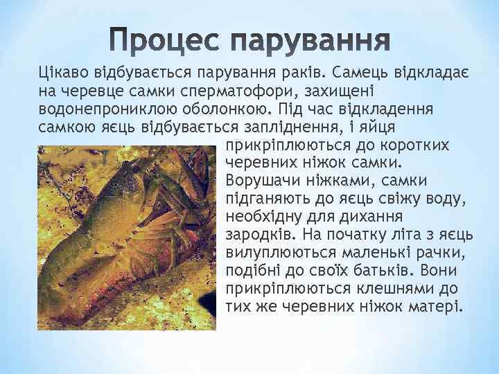 Цікаво відбувається парування раків. Самець відкладає на черевце самки сперматофори, захищені водонепрониклою оболонкою. Під