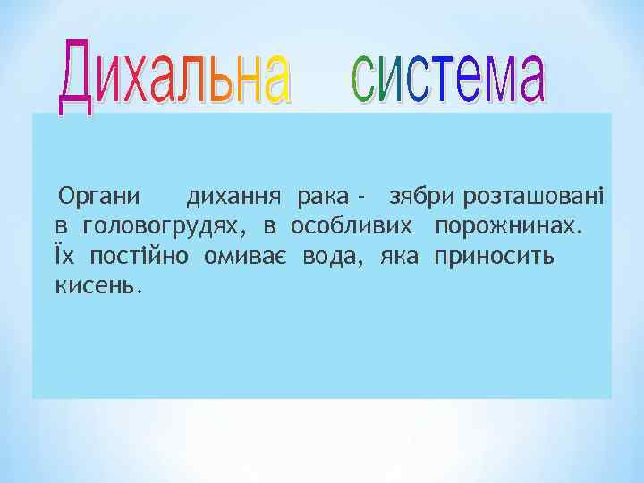 Органи дихання рака - зябри розташовані в головогрудях, в особливих порожнинах. Їх постійно омиває