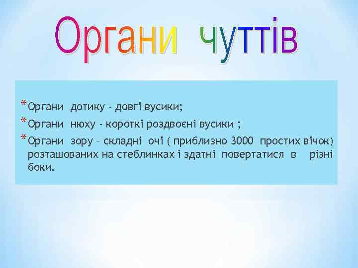 *Органи дотику - довгі вусики; нюху - короткі роздвоєні вусики ; зору – складні