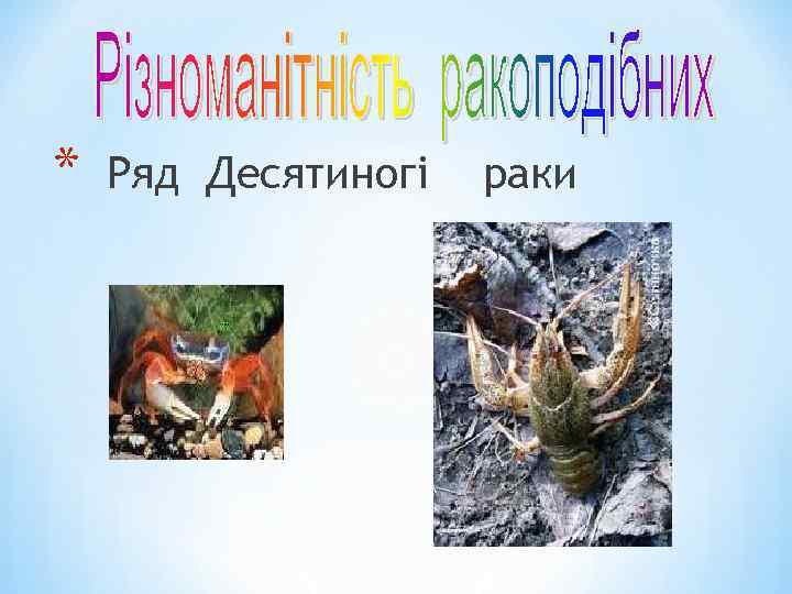 * Ряд Десятиногі раки 