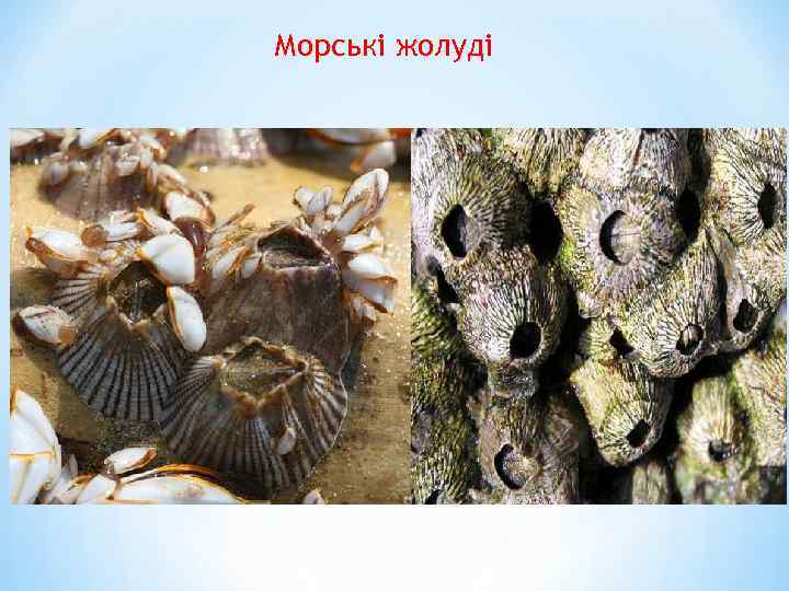 Морські жолуді 