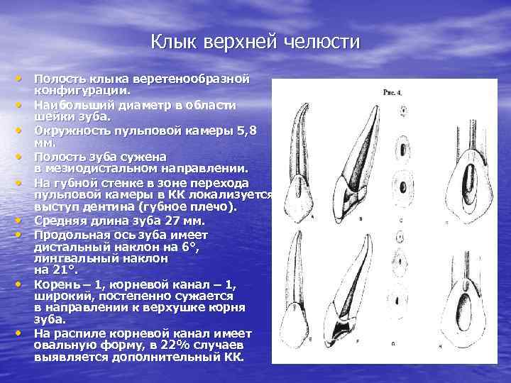 Клык верхней челюсти • Полость клыка веретенообразной • • конфигурации. Наибольший диаметр в области