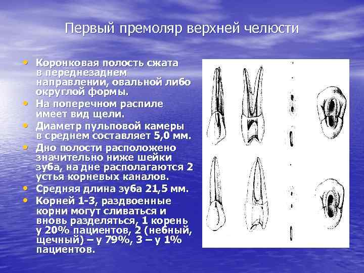 Первый премоляр верхней челюсти • Коронковая полость сжата • • • в переднезаднем направлении,