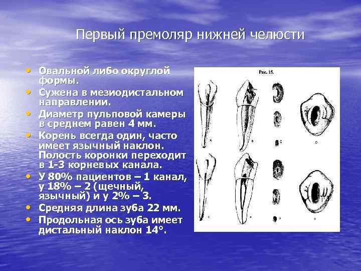 Первый премоляр нижней челюсти • Овальной либо округлой • • • формы. Сужена в