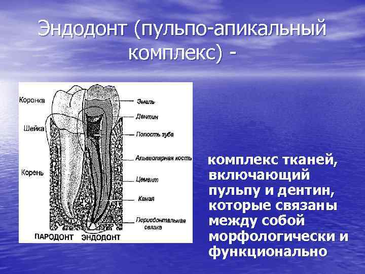 Строение пульпы презентация