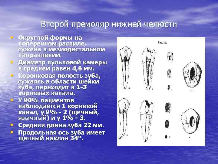 Второй премоляр нижней челюсти • Округлой формы на • • • поперечном распиле, сужена