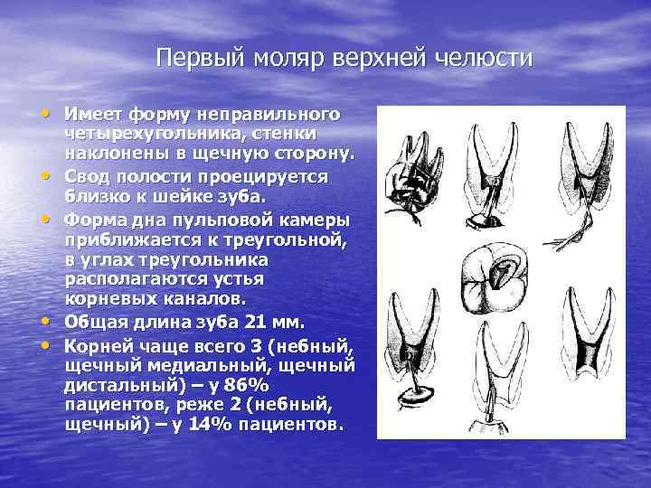 Первый моляр верхней челюсти • Имеет форму неправильного • • четырехугольника, стенки наклонены в