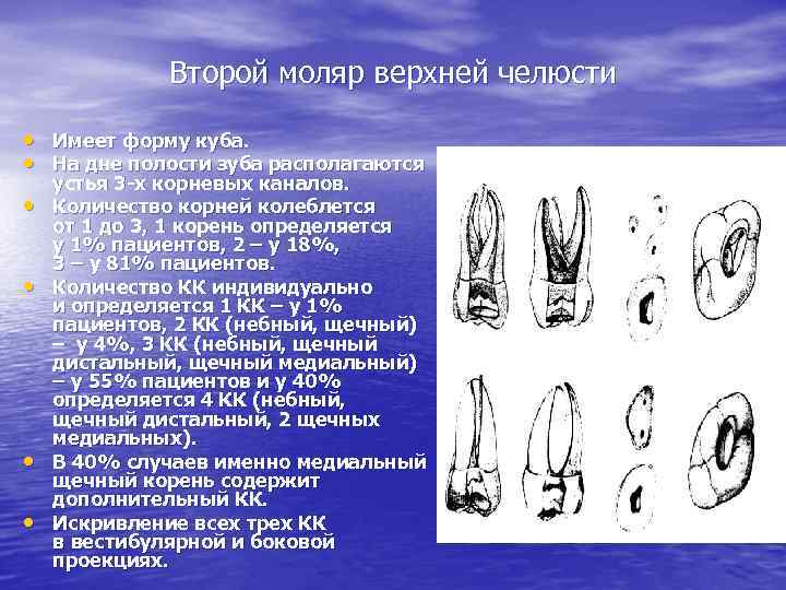 Второй моляр верхней челюсти • Имеет форму куба. • На дне полости зуба располагаются